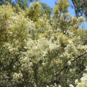 Bursaria spinosa at Red Hill, ACT - 10 Jan 2021 12:51 PM