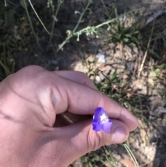 Wahlenbergia planiflora subsp. planiflora (Flat Bluebell) at Mount Clear, ACT - 9 Jan 2021 by Tapirlord