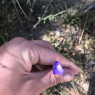 Wahlenbergia planiflora subsp. planiflora (Flat Bluebell) at Mount Clear, ACT - 9 Jan 2021 by Tapirlord