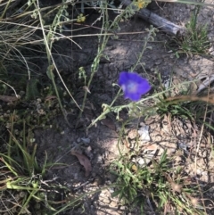 Wahlenbergia planiflora subsp. planiflora at Mount Clear, ACT - 10 Jan 2021