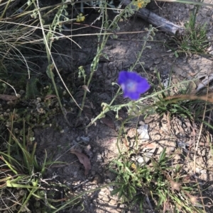 Wahlenbergia planiflora subsp. planiflora at Mount Clear, ACT - 10 Jan 2021 10:42 AM