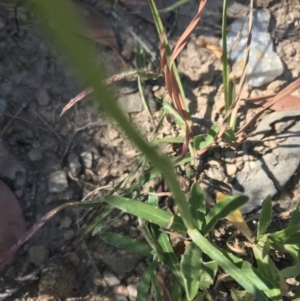 Wahlenbergia planiflora subsp. planiflora at Mount Clear, ACT - 10 Jan 2021 10:42 AM