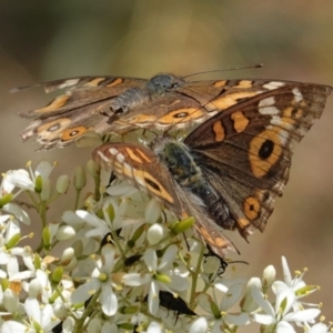 Junonia villida at Red Hill, ACT - 10 Jan 2021