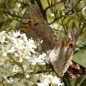 Junonia villida at Red Hill, ACT - 10 Jan 2021