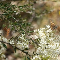 Junonia villida at Red Hill, ACT - 10 Jan 2021