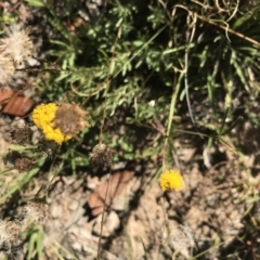 Leptorhynchos squamatus (Scaly Buttons) at Mount Clear, ACT - 9 Jan 2021 by Tapirlord