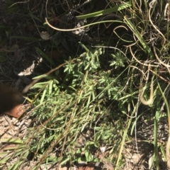 Leptorhynchos squamatus at Mount Clear, ACT - 10 Jan 2021