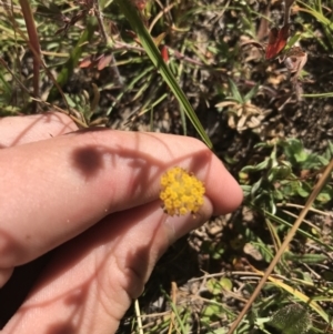 Leptorhynchos squamatus at Mount Clear, ACT - 10 Jan 2021