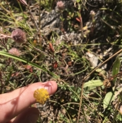 Leptorhynchos squamatus at Mount Clear, ACT - 10 Jan 2021 10:47 AM