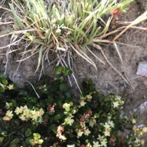 Muehlenbeckia axillaris at Mount Clear, ACT - 10 Jan 2021