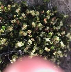 Muehlenbeckia axillaris at Mount Clear, ACT - 10 Jan 2021