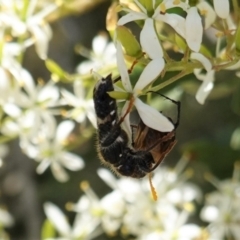 Scrobiger splendidus (Clerid beetle) at Red Hill, ACT - 10 Jan 2021 by JackyF