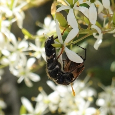 Scrobiger splendidus (Clerid beetle) at Red Hill, ACT - 10 Jan 2021 by JackyF