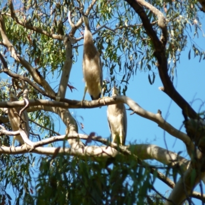 Egretta novaehollandiae (White-faced Heron) at Percival Hill - 6 Jan 2021 by bigears