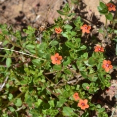 Lysimachia arvensis (Scarlet Pimpernel) at Yass River, NSW - 10 Jan 2021 by 120Acres