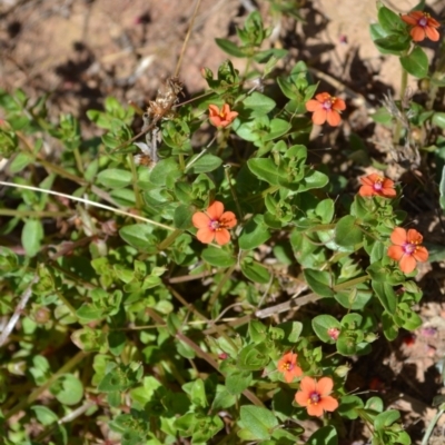Lysimachia arvensis (Scarlet Pimpernel) at Yass River, NSW - 10 Jan 2021 by 120Acres