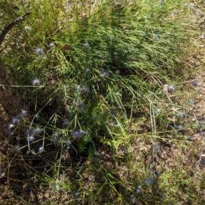 Eryngium ovinum at Red Hill, ACT - 10 Jan 2021 11:45 AM