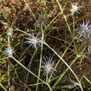 Eryngium ovinum at Red Hill, ACT - 10 Jan 2021 11:45 AM