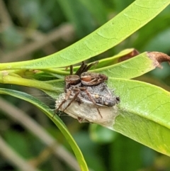 Oxyopes sp. (genus) (Lynx spider) at Hughes, ACT - 7 Jan 2021 by JackyF