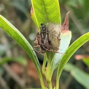 Oxyopes sp. (genus) at Hughes, ACT - 7 Jan 2021