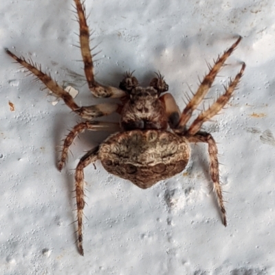 Dolophones sp. (genus) (Wrap-around spider) at Hughes, ACT - 9 Jan 2021 by JackyF