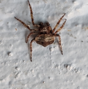 Dolophones sp. (genus) at Hughes, ACT - 9 Jan 2021 11:37 AM