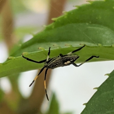 Poecilometis sp. (genus) (A Gum Tree Shield Bug) at Hughes, ACT - 7 Jan 2021 by JackyF