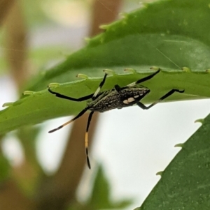 Poecilometis sp. (genus) at Hughes, ACT - 7 Jan 2021