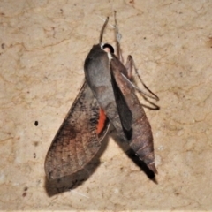 Hippotion scrofa (Coprosma Hawk Moth) at Wanniassa, ACT - 10 Jan 2021 by JohnBundock