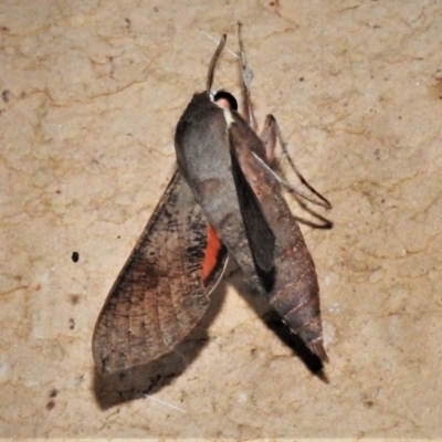 Hippotion scrofa (Coprosma Hawk Moth) at Wanniassa, ACT - 10 Jan 2021 by JohnBundock