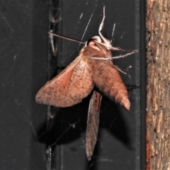 Hippotion scrofa at Wanniassa, ACT - 10 Jan 2021