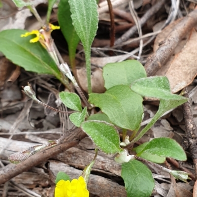 Goodenia hederacea subsp. hederacea (Ivy Goodenia, Forest Goodenia) at Holt, ACT - 9 Nov 2020 by drakes