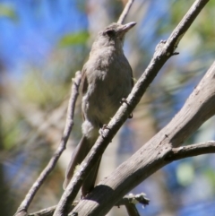 Colluricincla harmonica (Grey Shrikethrush) at Mongarlowe, NSW - 10 Jan 2021 by LisaH