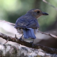 Colluricincla harmonica at Mongarlowe, NSW - 10 Jan 2021