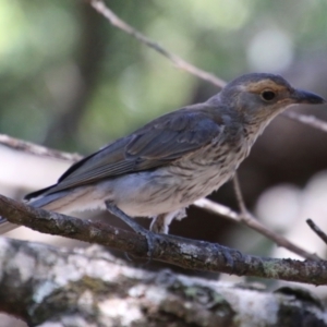 Colluricincla harmonica at Mongarlowe, NSW - 10 Jan 2021