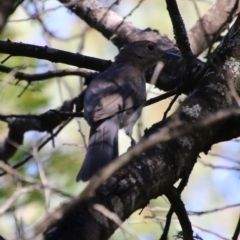 Colluricincla harmonica at Mongarlowe, NSW - 10 Jan 2021