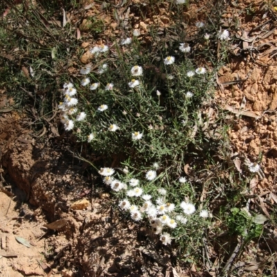 Helichrysum leucopsideum (Satin Everlasting) at Northangera, NSW - 10 Jan 2021 by LisaH