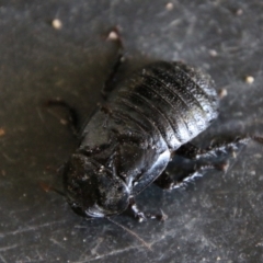 Panesthia australis (Common wood cockroach) at Mongarlowe River - 10 Jan 2021 by LisaH