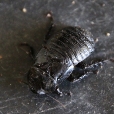 Panesthia australis (Common wood cockroach) at Mongarlowe, NSW - 10 Jan 2021 by LisaH