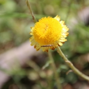 Coronidium gunnianum at Budawang, NSW - 10 Jan 2021