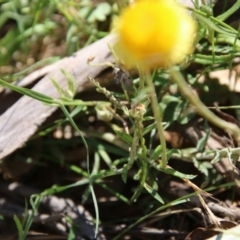 Coronidium gunnianum at Budawang, NSW - 10 Jan 2021