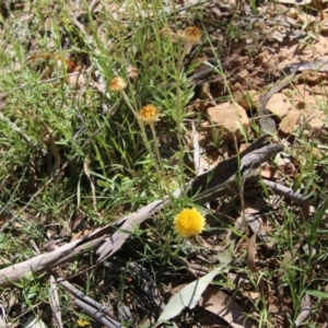 Coronidium gunnianum at Budawang, NSW - 10 Jan 2021