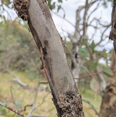 Papyrius nitidus (Shining Coconut Ant) at Deakin, ACT - 7 Jan 2021 by JackyF