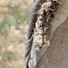 Papyrius nitidus at Deakin, ACT - 7 Jan 2021