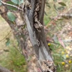 Papyrius nitidus at Deakin, ACT - 7 Jan 2021