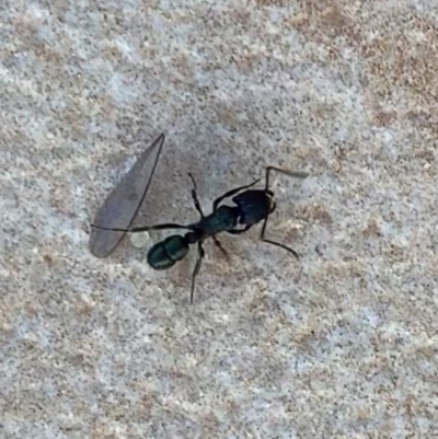 Rhytidoponera metallica (Greenhead ant) at Murrumbateman, NSW - 10 Jan 2021 by SimoneC