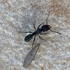 Rhytidoponera metallica at Murrumbateman, NSW - 10 Jan 2021