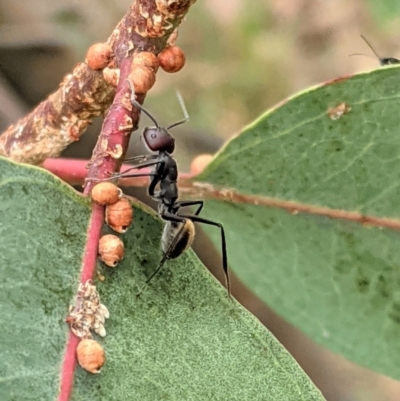 Camponotus suffusus (Golden-tailed sugar ant) at Deakin, ACT - 7 Jan 2021 by JackyF