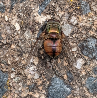 Rutilia sp. (genus) (A Rutilia bristle fly, subgenus unknown) at Hughes, ACT - 8 Jan 2021 by JackyF