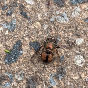 Rutilia sp. (genus) at Hughes, ACT - 8 Jan 2021 11:27 AM